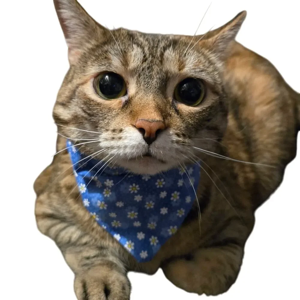 Blue Daisy Floral Cotton Bandana Pet Scarf/Neck Tie for Puppy/Kitten/Cat/Dog